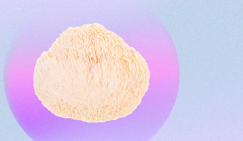 Candidates For Cultivating The Lion’s Mane Mushroom
