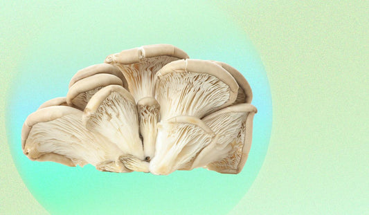 Candidates For Cultivation: The Blue Oyster Mushroom