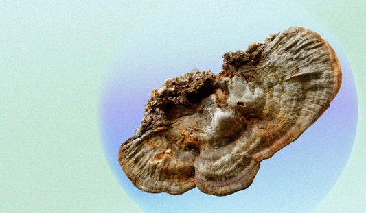 NootroFX Mushrooms Chaga