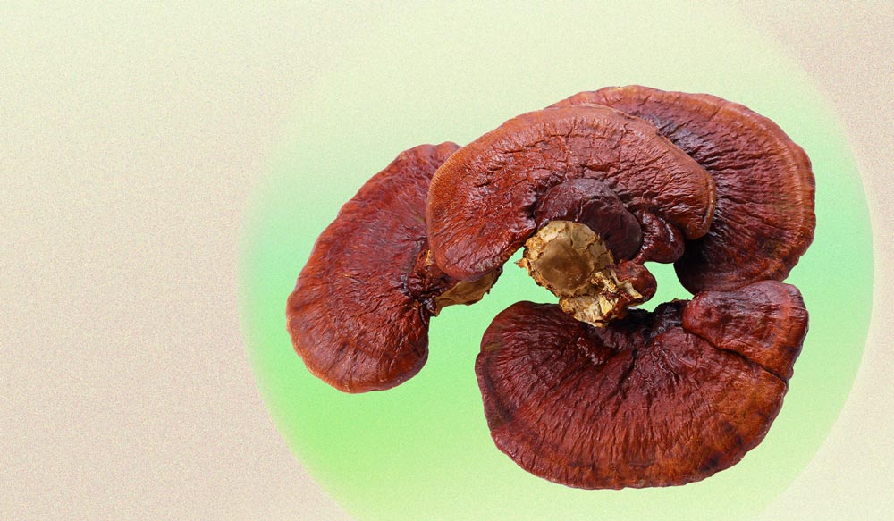 Growing Candidates For Cultivating Reishi Mushrooms