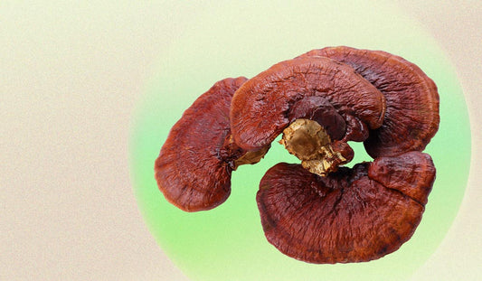 Growing Candidates For Cultivating Reishi Mushrooms