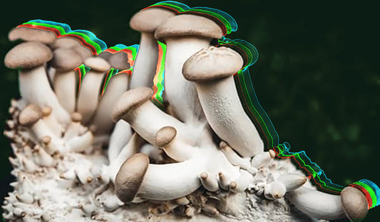 Growing The King Oyster Mushroom