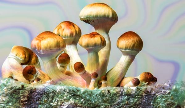 How To Grow Shrooms