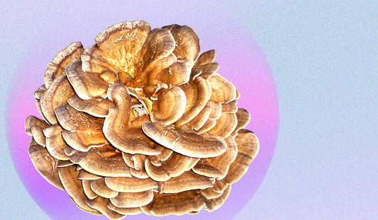 Maitake Mushrooms