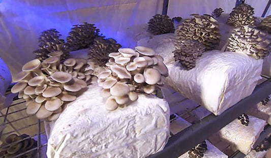 The Easy Way To Make Mushroom Grain Spawn At Home.