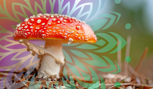 Magic Mushrooms Species