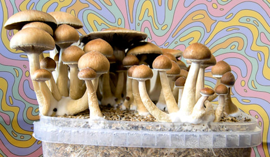 The difference between mushrooms grown outdoors and those grown indoors