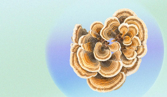 Turkey Tail Mushrooms