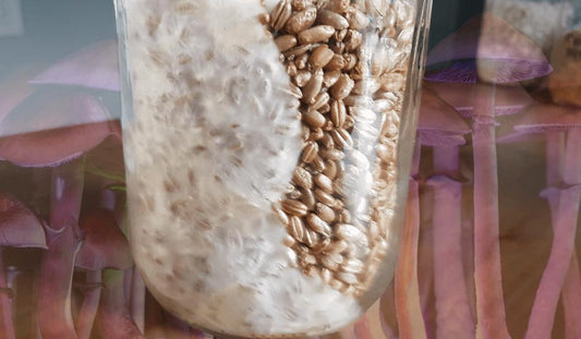 How To Inoculate Grain Jars And Make Any Grain Spawn You Want