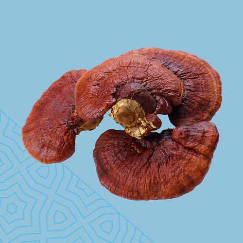 +Reishi Mushrooms