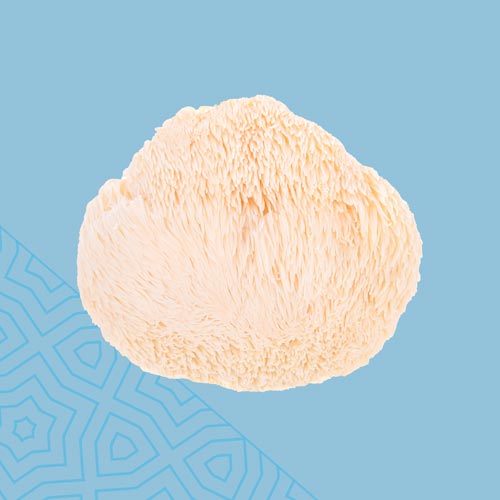 +Lion’s Mane Mushrooms