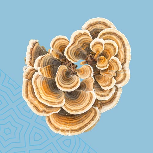 +Turkey Tail Mushrooms